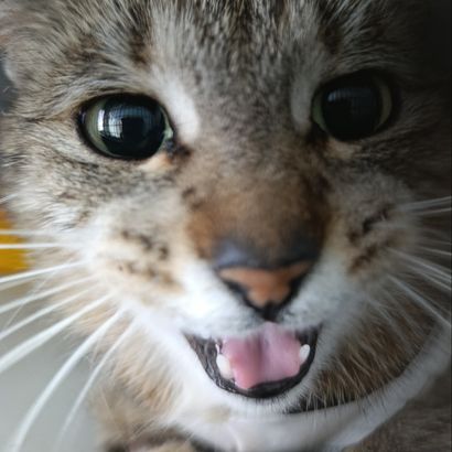 Котя-805
