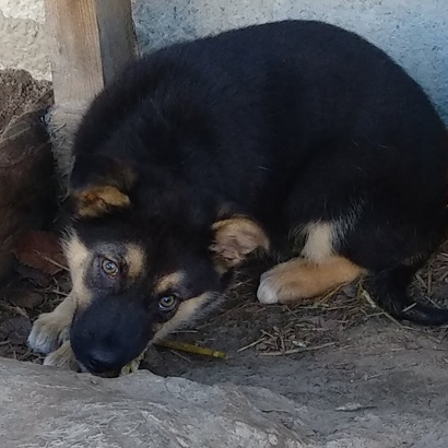 animal