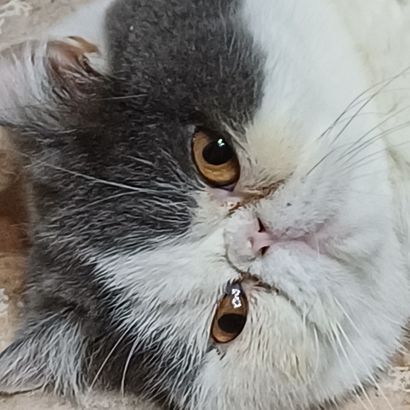 animal